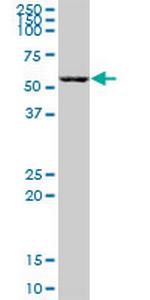 ZBTB22 Polyclonal Antibody, MaxPab™