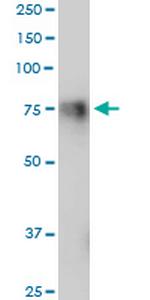 GPR56 Polyclonal Antibody, MaxPab™
