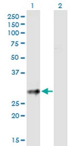 CD83 Antibody in Western Blot (WB)