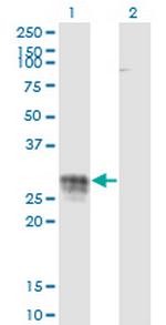 CD83 Antibody in Western Blot (WB)