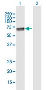 KLF4 Polyclonal Antibody, MaxPab™