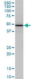 COPS2 Antibody in Western Blot (WB)