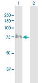 TRIP10 Polyclonal Antibody, MaxPab™