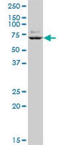 GTF3C5 Polyclonal Antibody, MaxPab™