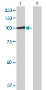 GTF3C3 Polyclonal Antibody, MaxPab™