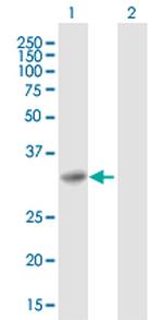 SNAP29 Polyclonal Antibody, MaxPab™