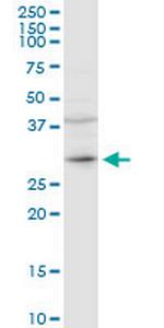 CER1 Polyclonal Antibody, MaxPab™