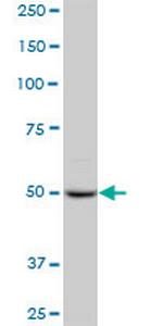 PPIG Polyclonal Antibody, MaxPab™