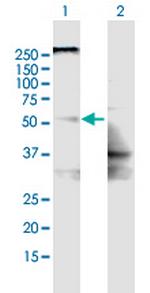 SLC22A8 Polyclonal Antibody, MaxPab™