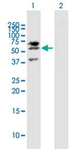 LIPG Polyclonal Antibody, MaxPab™