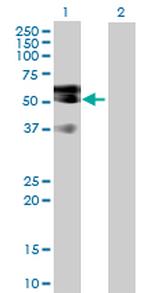 LIPG Polyclonal Antibody, MaxPab™