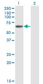 LIPG Monoclonal Antibody (4A9)