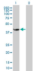 STOML1 Polyclonal Antibody, MaxPab™