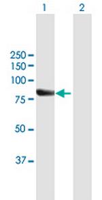 RECQL4 Polyclonal Antibody, MaxPab™