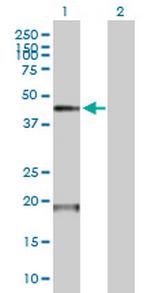 TMPRSS11D Polyclonal Antibody, MaxPab™