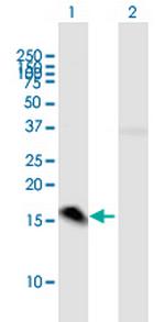 MED21 Polyclonal Antibody, MaxPab™