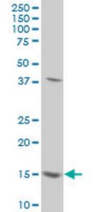 SURB7 Monoclonal Antibody (2D9)