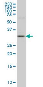 C9orf61 Antibody in Western Blot (WB)