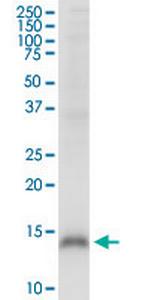 CRIPT Antibody in Western Blot (WB)