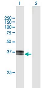 ITM2B Polyclonal Antibody, MaxPab™
