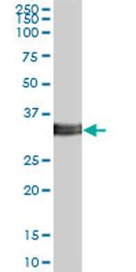 ITM2B Antibody in Western Blot (WB)