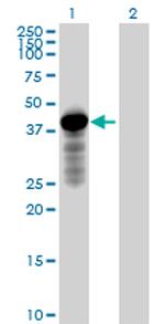 HOMER2 Polyclonal Antibody, MaxPab™