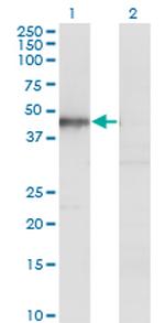HOMER1 Monoclonal Antibody (2F8)