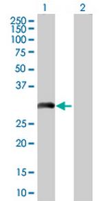 FHL5 Polyclonal Antibody, MaxPab™