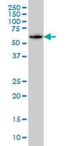 SH3BP5 Monoclonal Antibody (2B3)