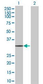 EIF4E2 Polyclonal Antibody, MaxPab™