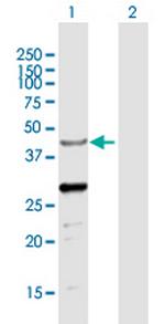 NAPSA Antibody in Western Blot (WB)