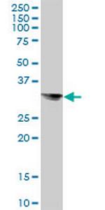 STX8 Polyclonal Antibody, MaxPab™