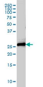 STX8 Monoclonal Antibody (2H1-1D11)