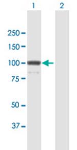 KIF23 Polyclonal Antibody, MaxPab™
