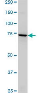 SLC4A8 Monoclonal Antibody (1G10)