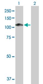 MAGED1 Antibody in Western Blot (WB)
