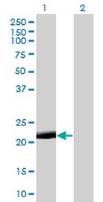 PAGE4 Monoclonal Antibody (7C3)
