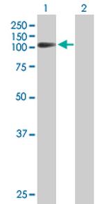 FXR2 Polyclonal Antibody, MaxPab™