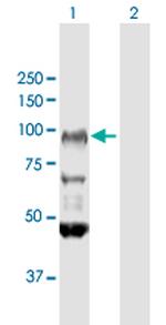 FXR2 Antibody in Western Blot (WB)