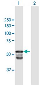 GAL3ST1 Polyclonal Antibody, MaxPab™