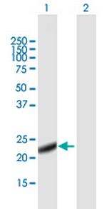 LITAF Polyclonal Antibody, MaxPab™