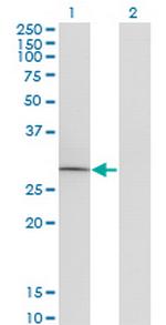 GOSR1 Antibody in Western Blot (WB)