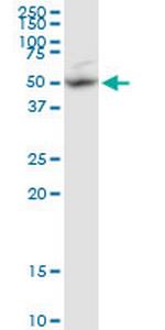 BAG5 Antibody in Western Blot (WB)
