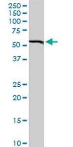 BAG5 Antibody in Western Blot (WB)