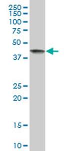 BAG4 Antibody in Western Blot (WB)