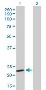 BAG2 Polyclonal Antibody, MaxPab™