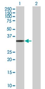 TP53I3 Polyclonal Antibody, MaxPab™