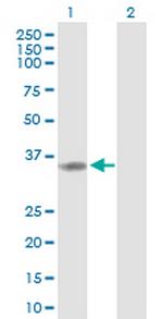 TP53I3 Polyclonal Antibody, MaxPab™