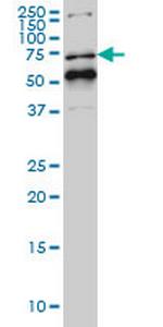 NR1D1 Monoclonal Antibody (4F6)