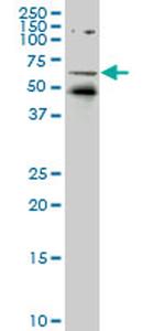 NR1D1 Monoclonal Antibody (5H6)